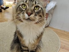 -COLOR PETS 撸猫馆·购猫·猫咖(长风大悦城店)