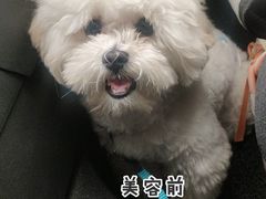 -宠屋宠物美容店