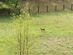 -北京麋鹿生态实验中心