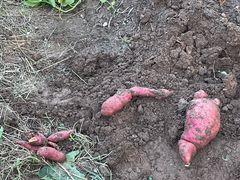 -紫海香堤香草艺术庄园