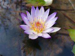 -上海滨江森林公园
