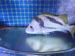 -晶渔坊·海鲜私房菜(东夷小镇店)