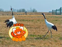 -盐城丹顶鹤湿地生态旅游区