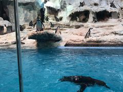 -帝企鹅自助餐厅•儿童岛•真企鹅(长隆企鹅酒店)