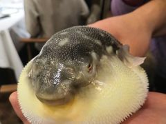 -肆月河豚·新淮扬(金融街店)