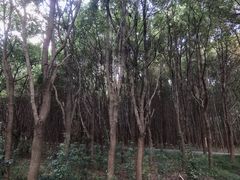 -同里国家湿地公园