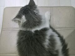 -喵的天空名猫咖啡馆·撸猫·猫舍·用品