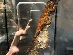 -酷以爬仙阁实体爬宠店·守宫·蜥蜴·专业繁育