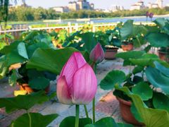 -莲花池公园