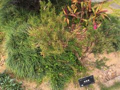 -东莞植物园