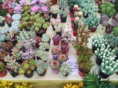 -秦美花卉(天朗·莱茵小城2期店)