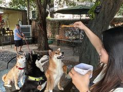 -柴犬高等学院·狗咖·柴犬售卖·宠物训练