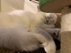 -猫大福·Fortune Cat猫舍(百子湾店)