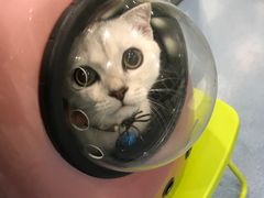 -伟伟宠物医院·CT影像中心·瑞派犬猫综合性门诊(汉口总院)