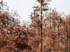 -白鹭湾湿地公园