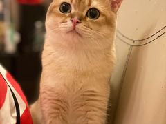 -猫大福·Fortune Cat猫舍(百子湾店)