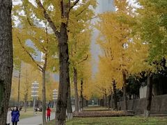 -重庆市江北嘴中央商务区中央公园