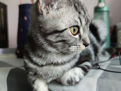 -瑞派长江宠物医院·猫科·外科·24小时夜护(谊城公寓分院)