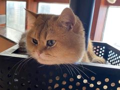 -蓝鲸·缅因猫舍