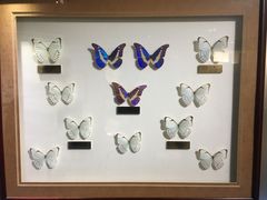 -上海昆虫博物馆