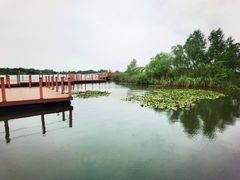 -芒洲湿地公园