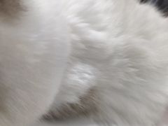 -福州肆爪动物医院