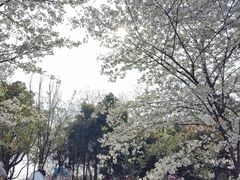 -重庆园博园