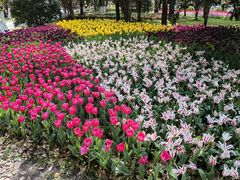 -上海鲜花港