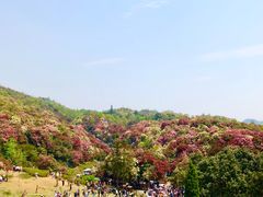 -贵州百里杜鹃风景名胜区