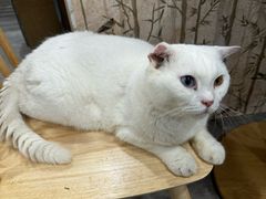 -楼上猫咖(罗湖店)