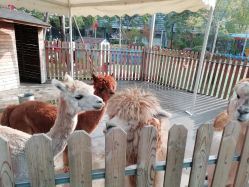 -萌宠亲子动物乐园(槐房万达店)