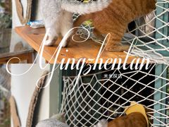 -喵屿·大理花园猫咖