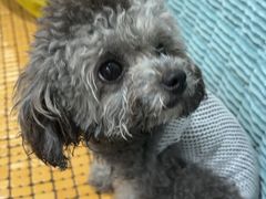 -佳雯宠物医院·皮肤科·内外科(春晓路分院)