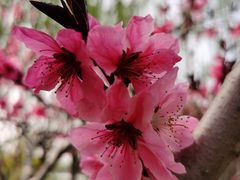 -大兴滨河森林公园