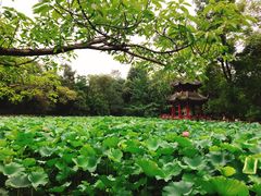 -房湖公园