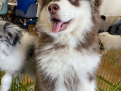 -Let's go狗咖·猫咖·奶狗·桌游(春熙路IFS店)