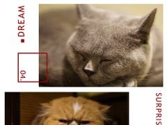 -more than meow吴止猫主题餐厅(承德 中船汇店)