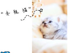 -宠爱屋室内萌宠乐园(阿拉善左旗店)