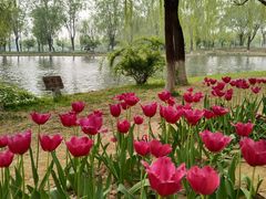 -石家庄市植物园