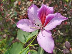 -广东花都湖国家湿地公园