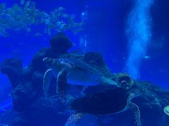 -成都浩海立方海洋公园