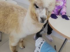 -怪兽屋·羊驼·猫咖·狗咖(俊华广场店)