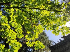 -北京鹫峰国家森林公园