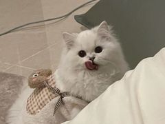 -欣宠猫屋·矮脚拿破仑·蓝金金渐层