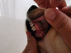 -乐琪宠物医院·犬猫专科·骨外科·急重症