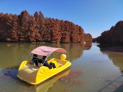 -上海海湾国家森林公园