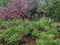 -洛阳市隋唐城遗址植物园