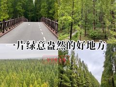 -黄海国家森林公园