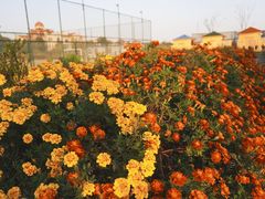 -上海崇明金茂凯悦酒店