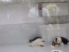 -TrueLove @ Neverland (Husky Cafe)